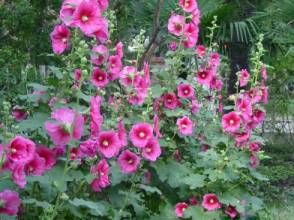 紫紅無心菜 紫紅無心菜