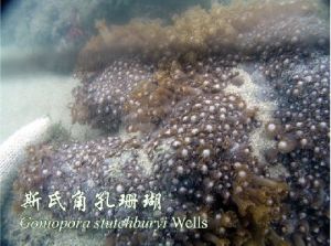 斯氏角孔珊瑚