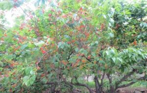 九山溝觀光生態園 九山溝觀光生態園