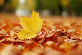 梧桐葉落秋將暮 梧桐葉落秋將暮