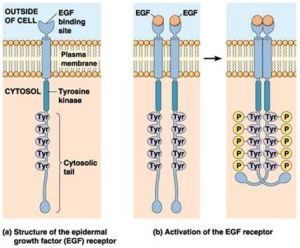 受體酪氨酸激酶的二聚化和自磷酸化