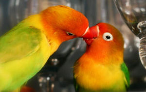 佛伊斯奇氏愛情鳥 佛伊斯奇氏愛情鳥