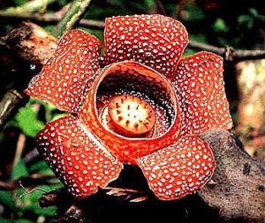 萊佛士亞花 萊佛士亞花