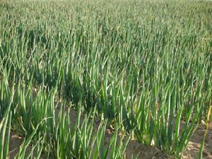 圖2 正寧大蔥栽種田