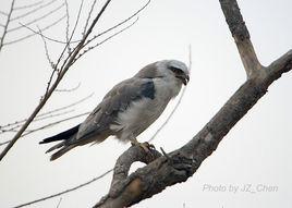 黑翅鳶屬 黑翅鳶屬
