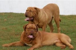 馬士提夫獒犬 馬士提夫獒犬