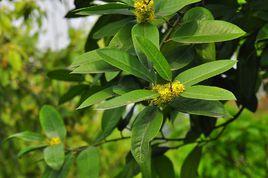 大葉冬青 大葉冬青