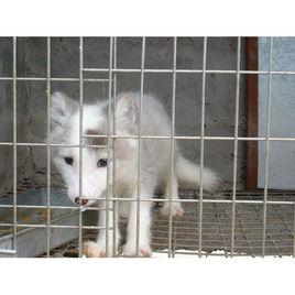 小灰狐狸 小灰狐狸