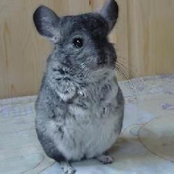 毛絲鼠科 毛絲鼠科