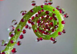 露葉毛氈苔 露葉毛氈苔