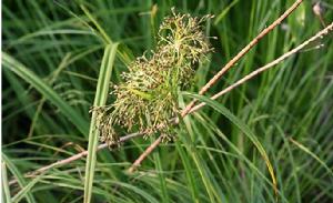 陳氏藨草 陳氏藨草