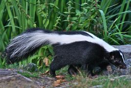 普吉特海灣臭鼬 普吉特海灣臭鼬