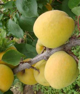 華縣大接杏 華縣大接杏