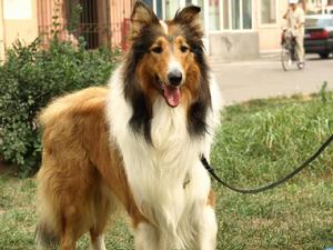 蘇格蘭牧羊犬 蘇格蘭牧羊犬