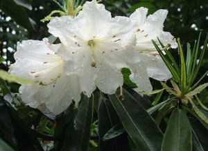 臥龍杜鵑 臥龍杜鵑