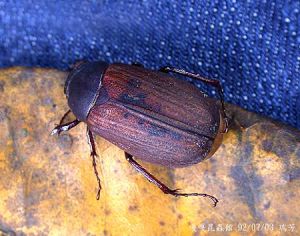 台灣黑金龜 台灣黑金龜