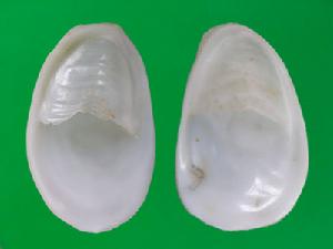 拖鞋舟螺 拖鞋舟螺