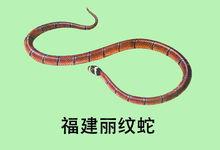 福建麗紋蛇