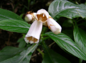 半蒴苣苔 半蒴苣苔