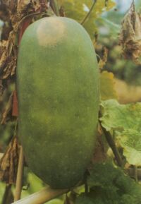 肩部果皮出現黃白色斑