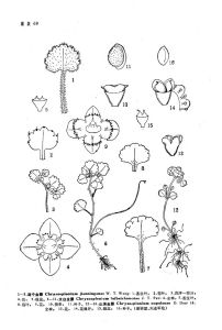 山溪金腰（中國高等植物圖鑑）圖版69:12-16