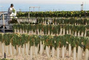 蘿蔔竹簾 蘿蔔竹簾