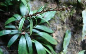 槭葉兔兒風 槭葉兔兒風