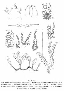 多形帶葉苔 多形帶葉苔