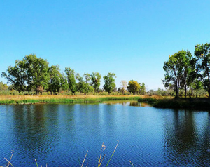 甘家湖白梭梭林 甘家湖白梭梭林
