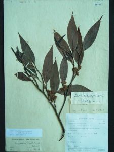 勐侖山胡椒（變種）