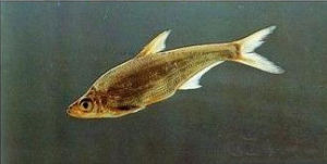 大眼紅鮊 大眼紅鮊