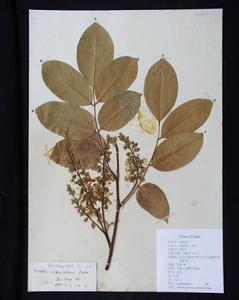 鬧魚崖豆 鬧魚崖豆