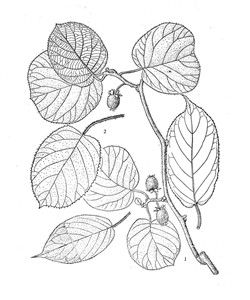 城口獼猴桃 城口獼猴桃