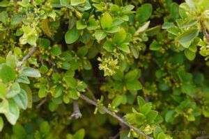 雲南鼠李 雲南鼠李