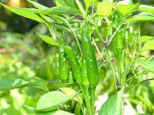 子彈頭[子彈頭辣椒]