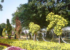 菊城金瓣 菊城金瓣