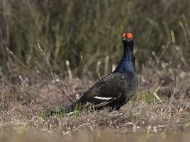 黑琴雞指名亞種 黑琴雞指名亞種