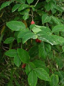 世俗還願 世俗還願