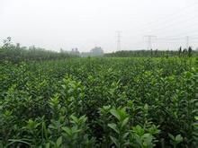 秀英冬青 秀英冬青