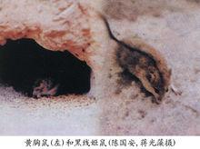 在洞口取食的黃胸鼠（左）及黑線姬鼠