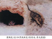 在洞口取食的黃胸鼠（左）及黑線姬鼠