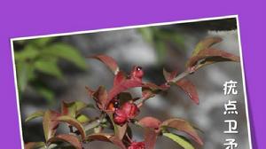 疣點衛矛 疣點衛矛