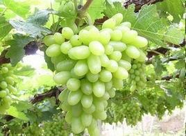 馬奶葡萄 馬奶葡萄