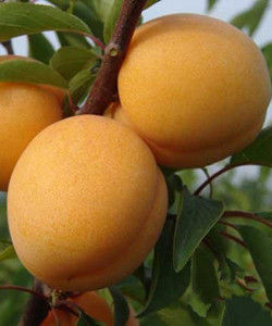 夏津大杏 夏津大杏