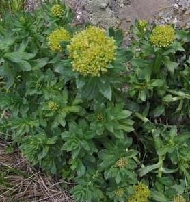 亞查紅景天 亞查紅景天