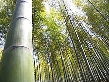 鹹寧市星星竹海風景區