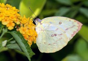 遷粉蝶有紋型 遷粉蝶有紋型