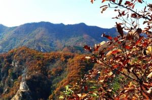 六里坪國家森林公園