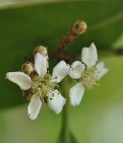 香花枇杷 香花枇杷