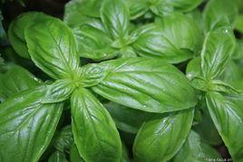 羅勒花醬 羅勒花醬